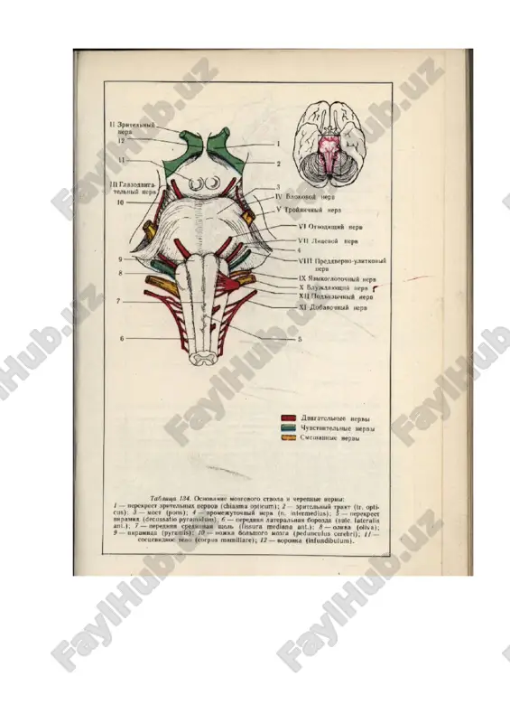 nevrologiya — PPTX