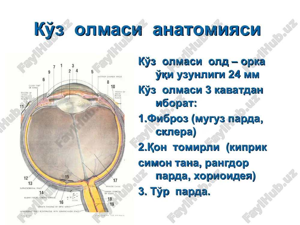 ko'z olmasi anatomiyasi — PPT