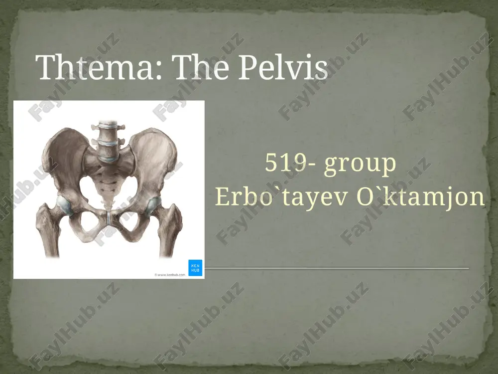 the pelvis — PPTX