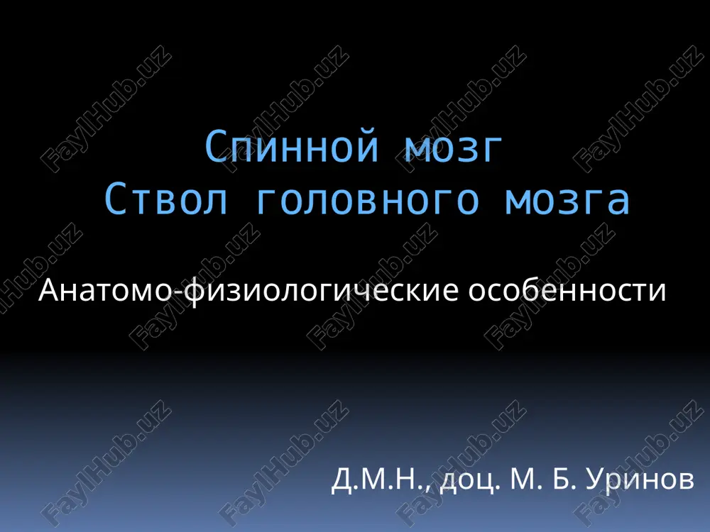 spinnoy mozg — PPTX