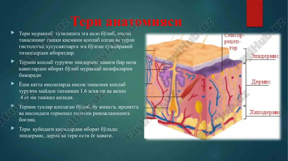 teri anatomiyasi — PPTX