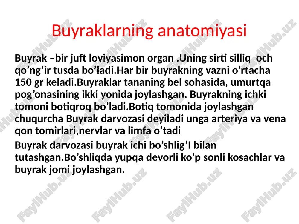 buyraklarning anatomiyasi — PPTX