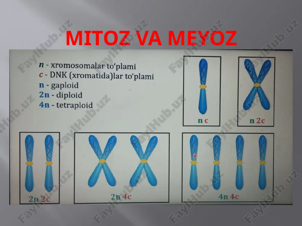 mitoz va meyoz — PPTX
