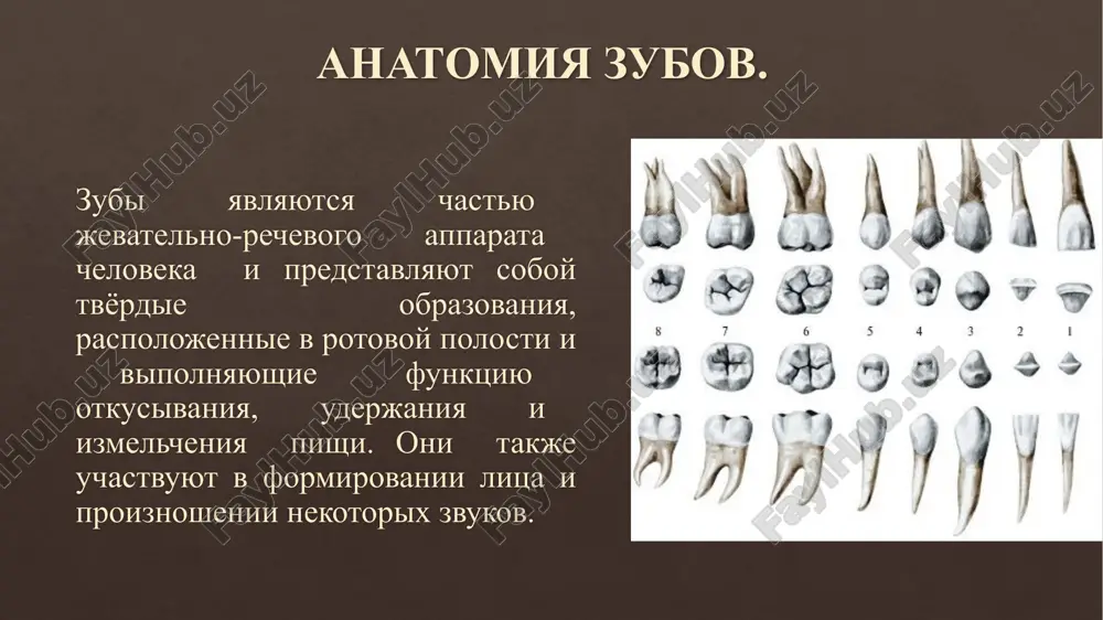 anatomiya zubov — PPTX