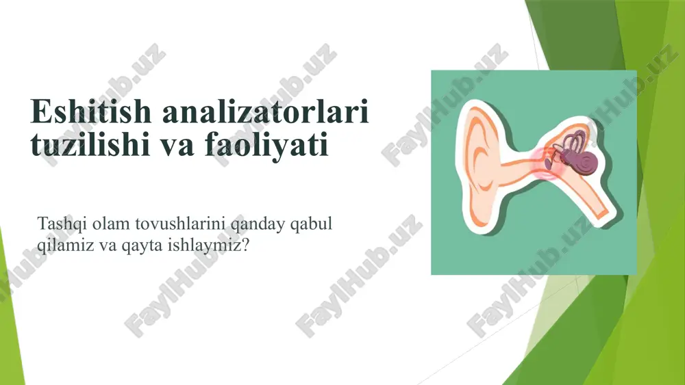 eshitish analizatorlari tuzilishi va faoliyati — PPTX