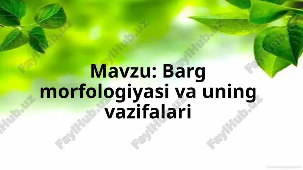 barg morfologiyasi va uning vazifalari — PPTX