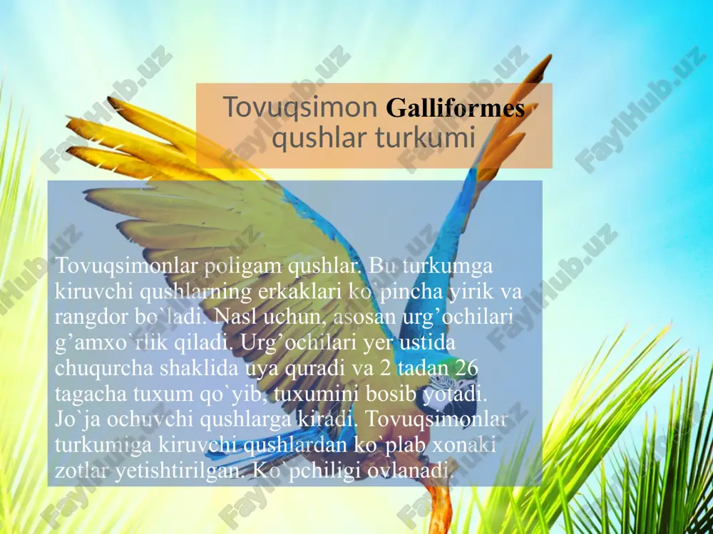 tovuqsimonlar — PPTX
