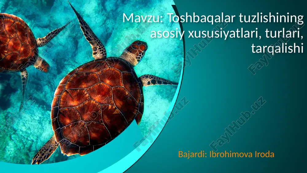 toshbaqalar tuzilishi — PPTX