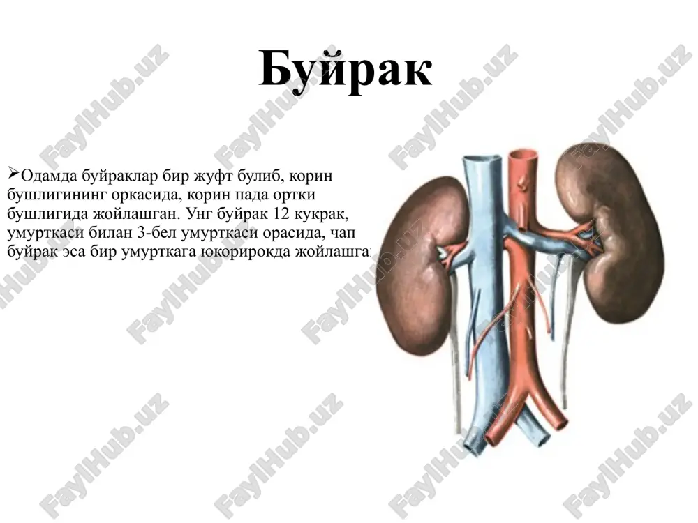 buyrak — PPTX