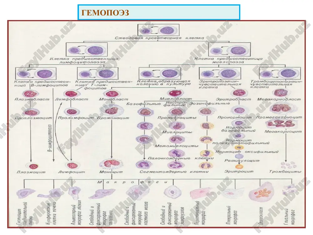gemopoez — PPT