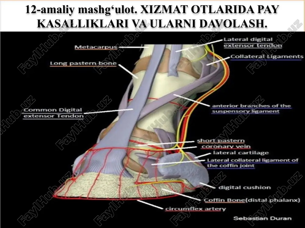 otlarni diagnos qilish usullari — PPTX