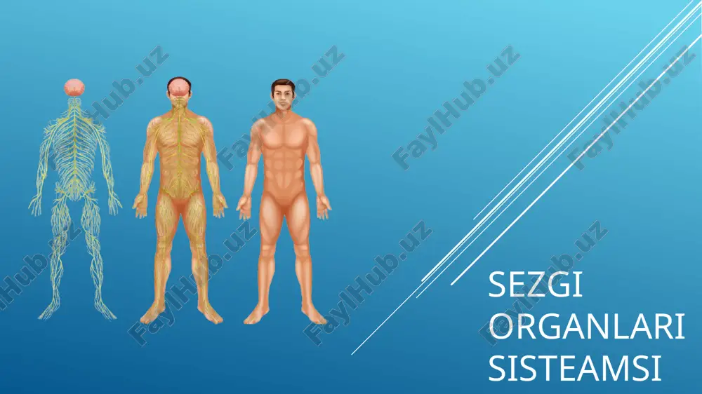 sezgi organlarisining tuzilishi — PPTX