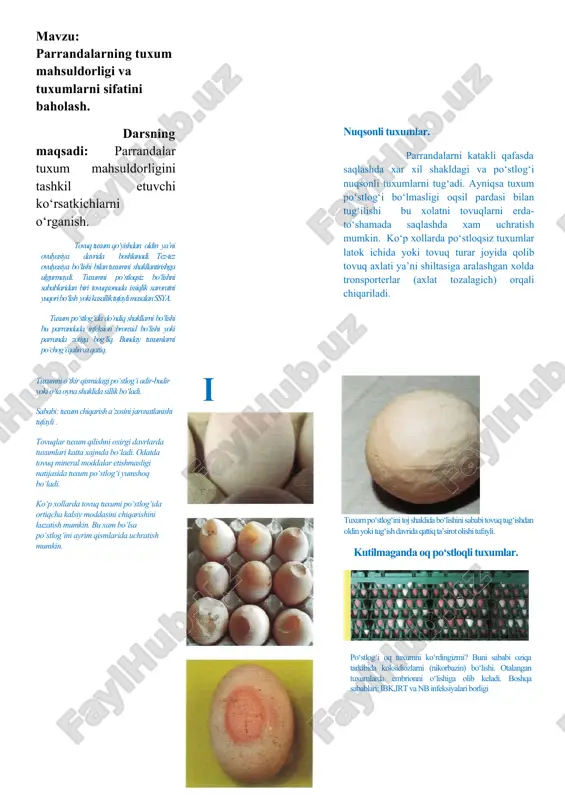 tuxum mahsuldorligi va sifati — DOCX