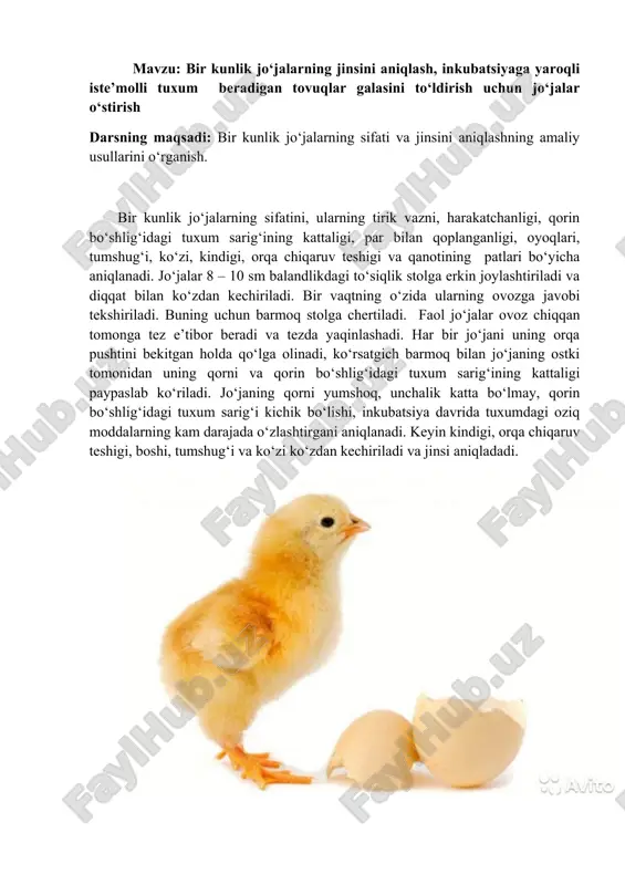 jo‘jalar haqida praktika — DOCX