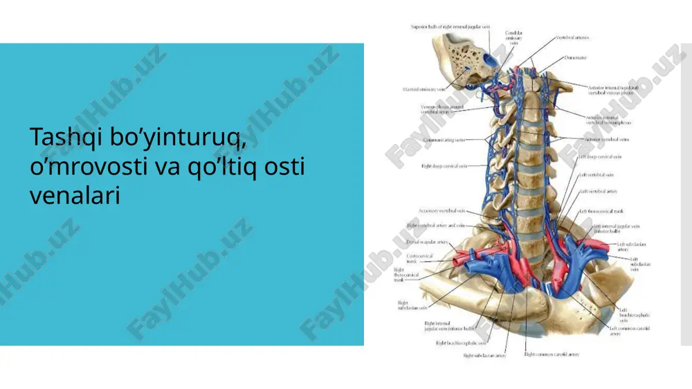 vena tashqi bo'yinturuq va qo'ltiqosti — PPTX