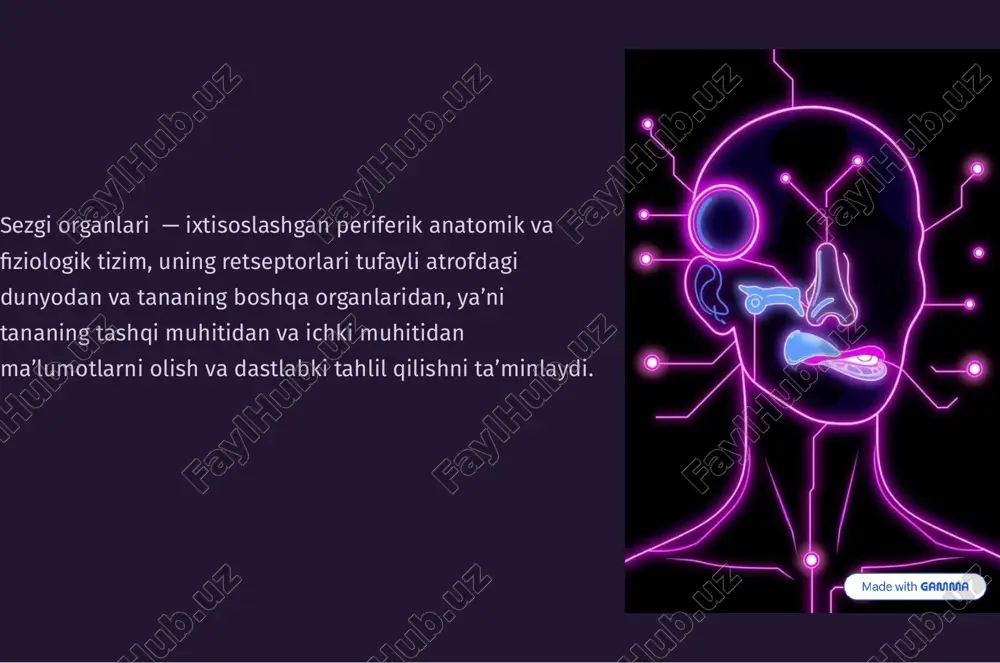dizayn — PPTX