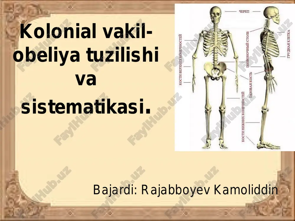 kolonial vakil-obeliya tuzilishi va sistematikasi — PDF