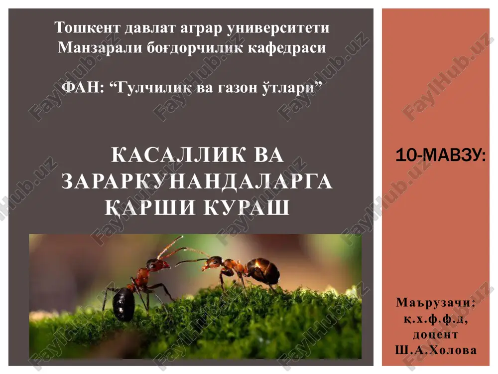 maysazorlarning zararkunanda va kasalliklarini bilamizmi????? — PDF