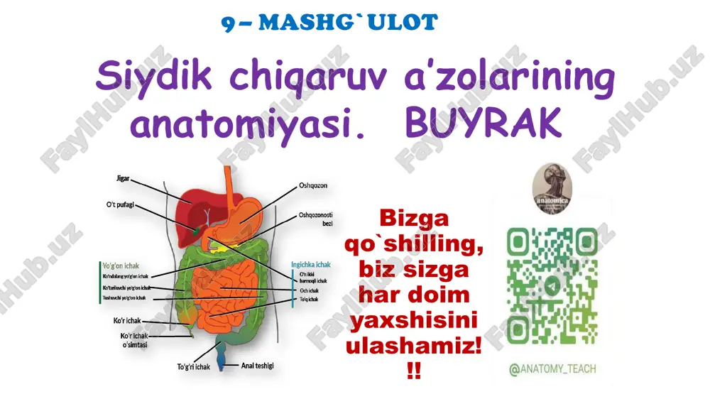 siydik chiqaruv a’zolarining anatomiyasi — PDF