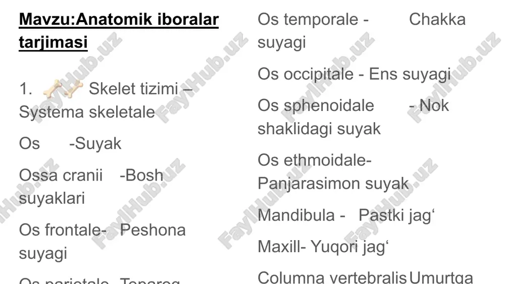 anatomik iboralar tarjimasi — PPTX