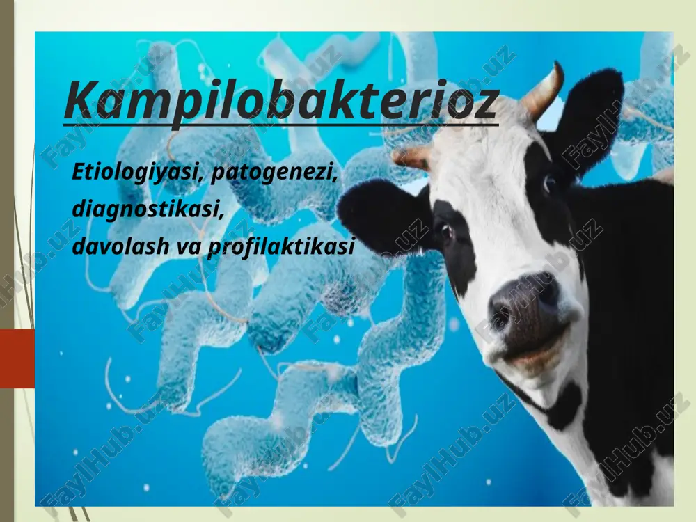 kampilobakterioz — PPTX