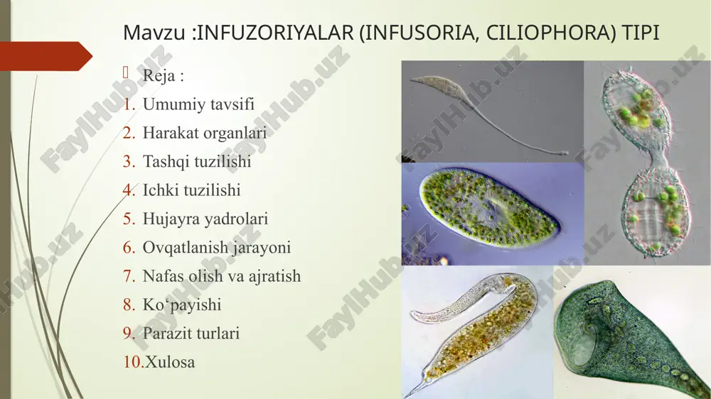 infuzoriyalar (infusoria, ciliophora) tipi — PPTX