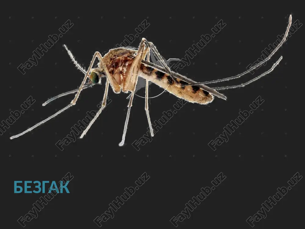 bezgak — PPTX