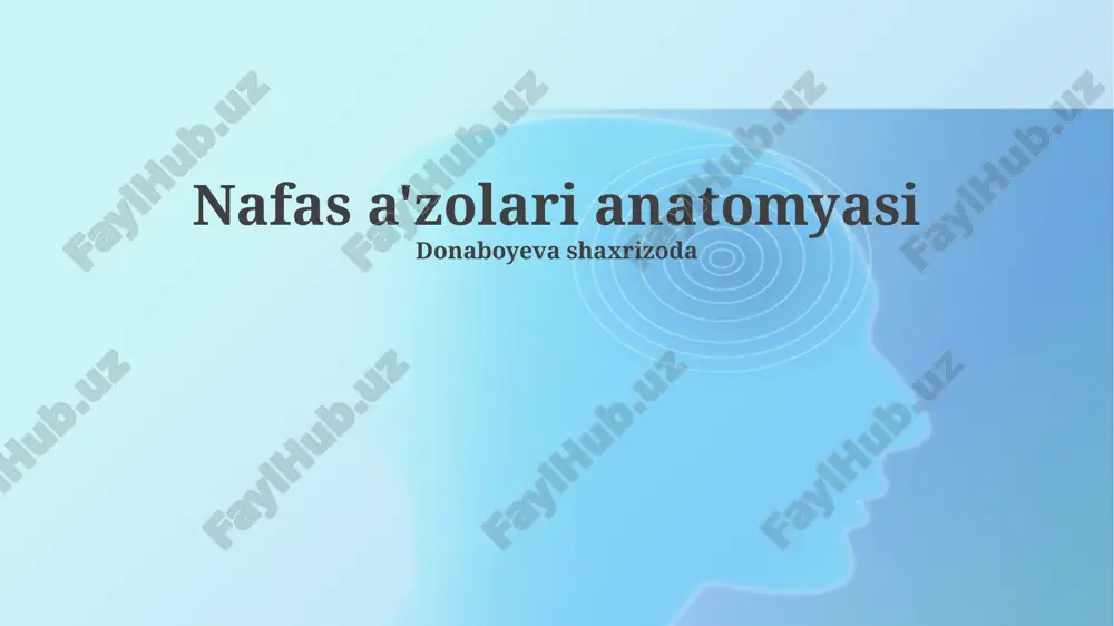 nafas a'zolari anatomyasi — PPTX