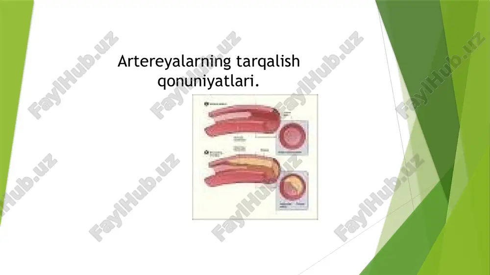 artereyalarning tarqalish qonuniyatlari — PPTX