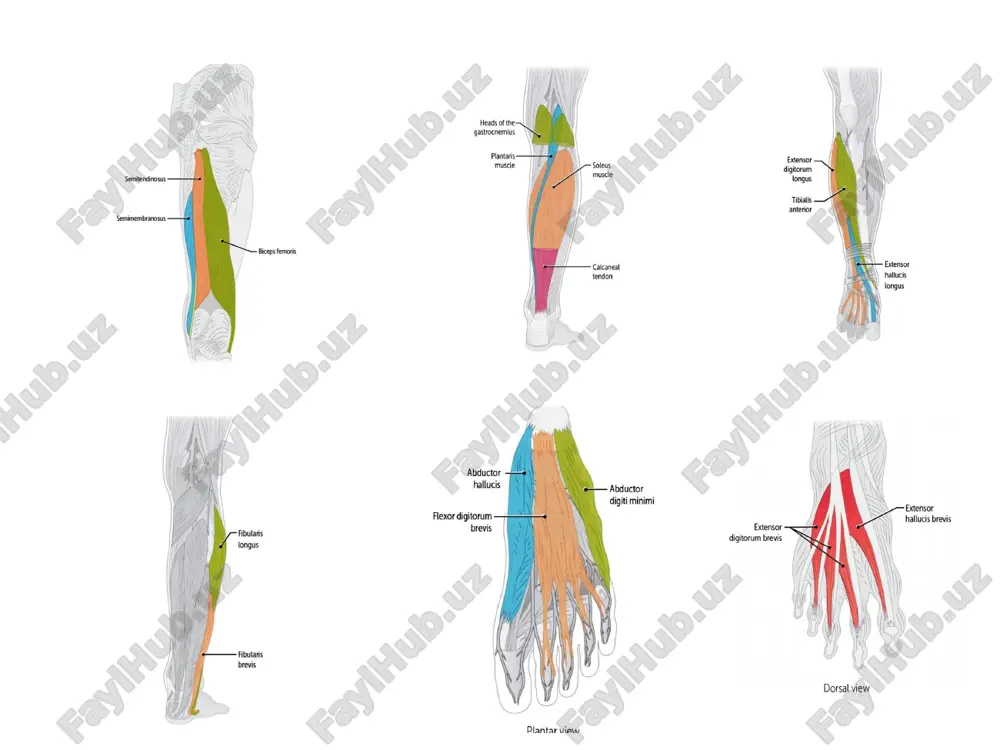 abductor hallucis — PPTX