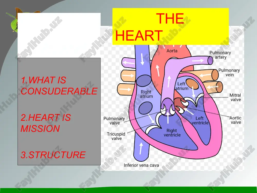 heart diagram — PPTX