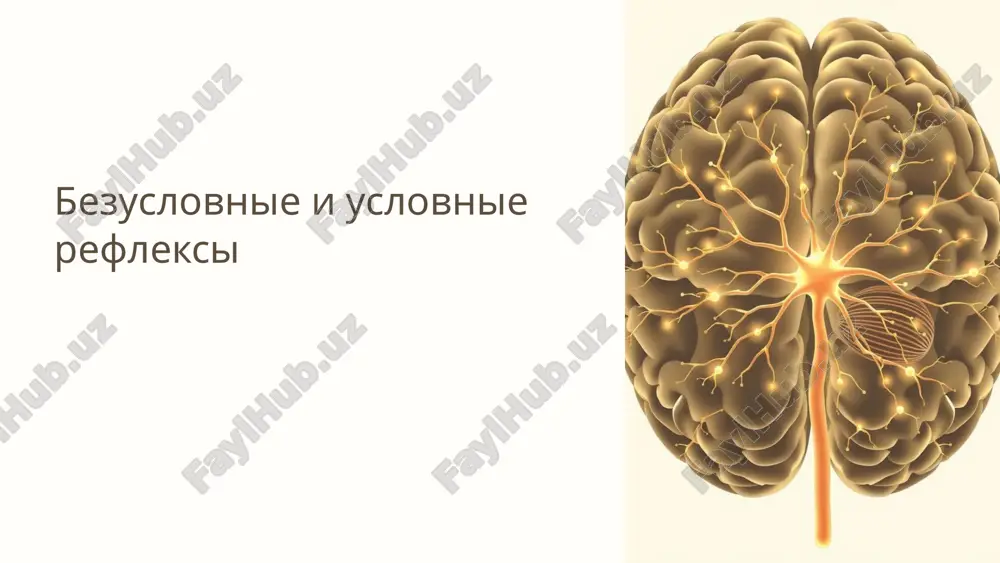безусловные и условные рефлексы — PPTX