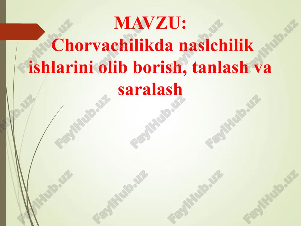chorvachilikda naslchilik ishlarini olib borish, tanlash va saralash — PPT