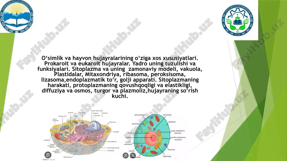 o'simlik va hayvon hujayralari — PPTX