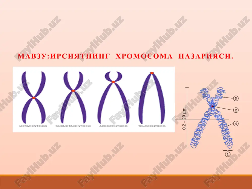 irsiyatning xromosoma nazariyasi — PPTX
