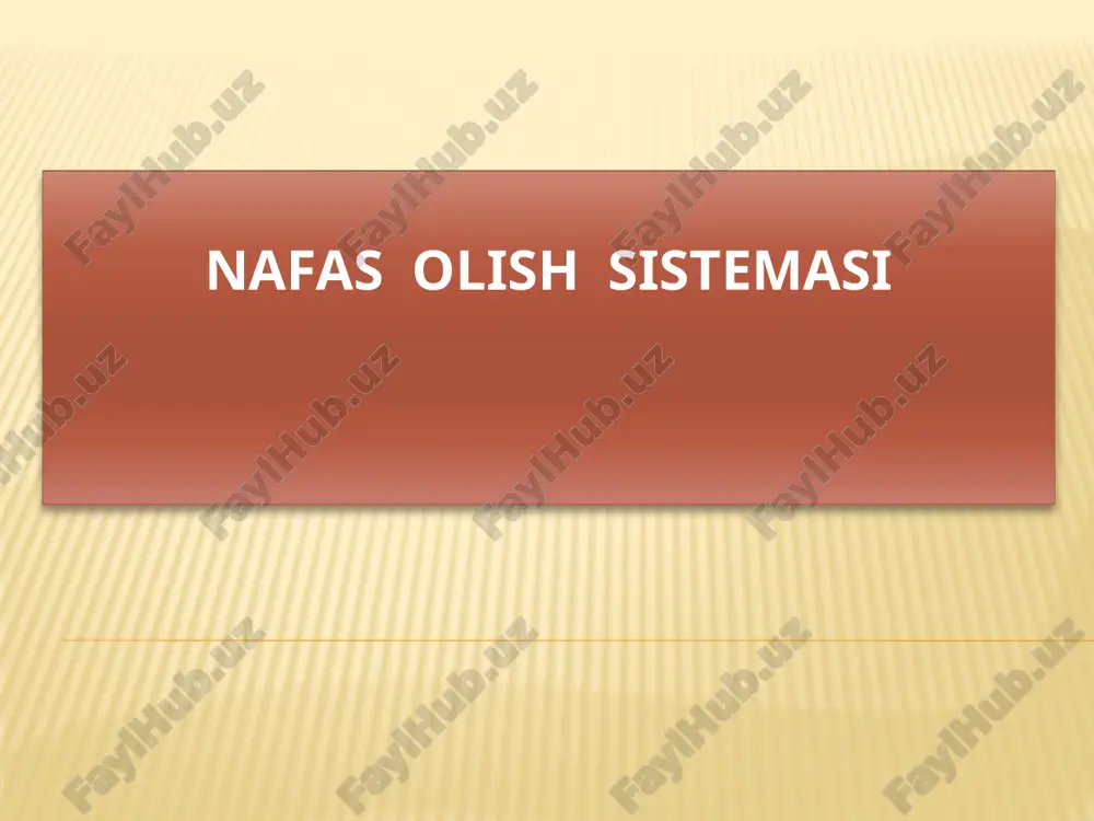 nafas olish sistemasi — ZIP