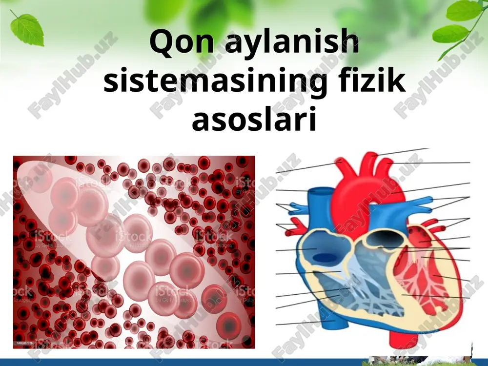 qon aylanish sistemasining fizik asoslari — PPT