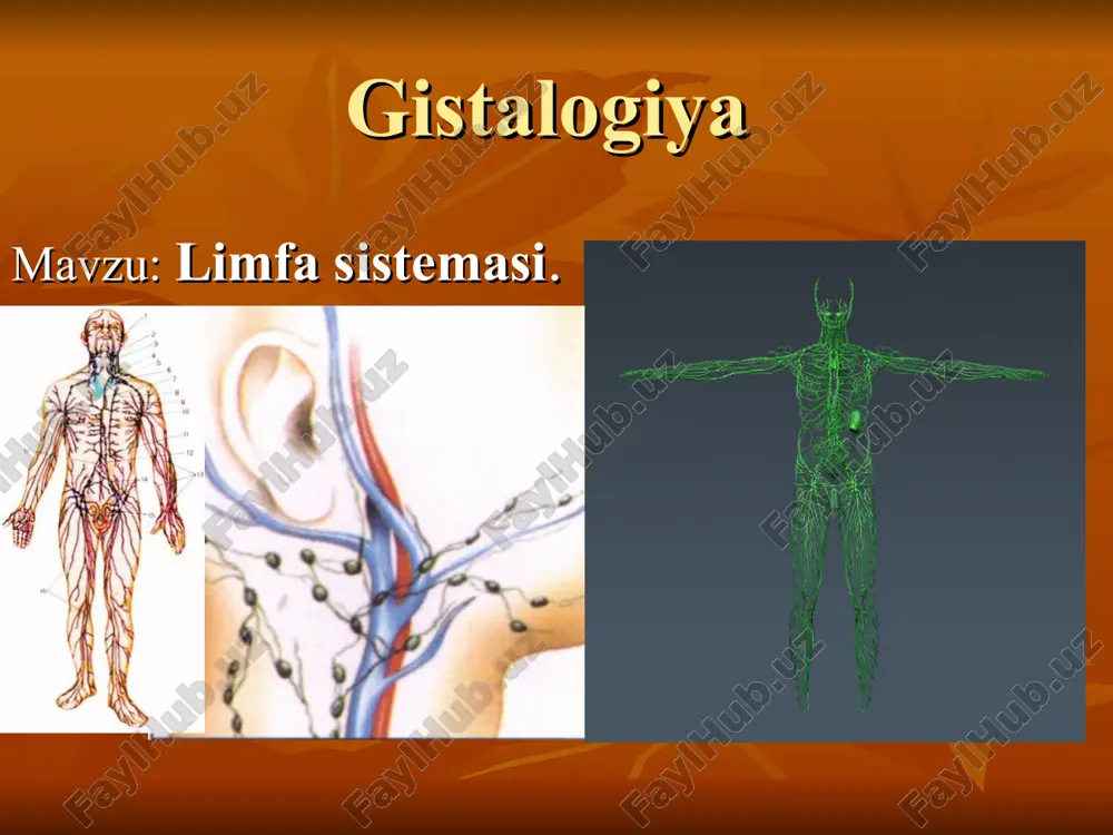 limfa sistemasi — ZIP