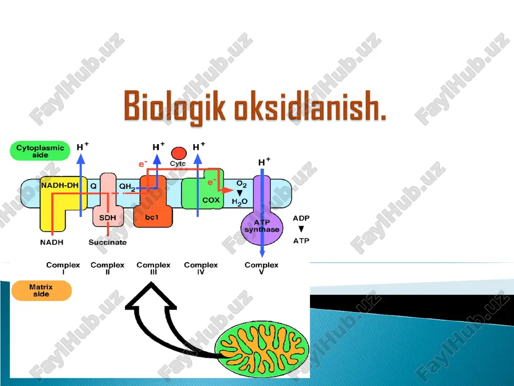 biologik  oksidlanish — PPT