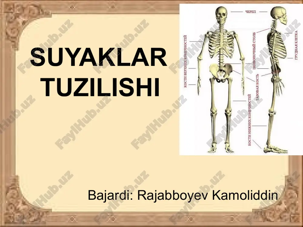 suyaklar tuzilishi — ZIP