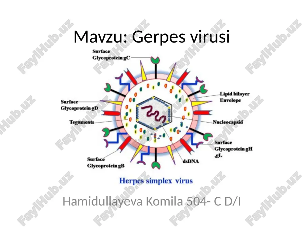 gerpesvirusi — PPTX