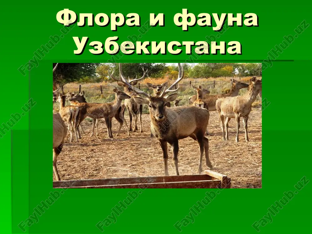 флора и фауна узбекистана — ZIP