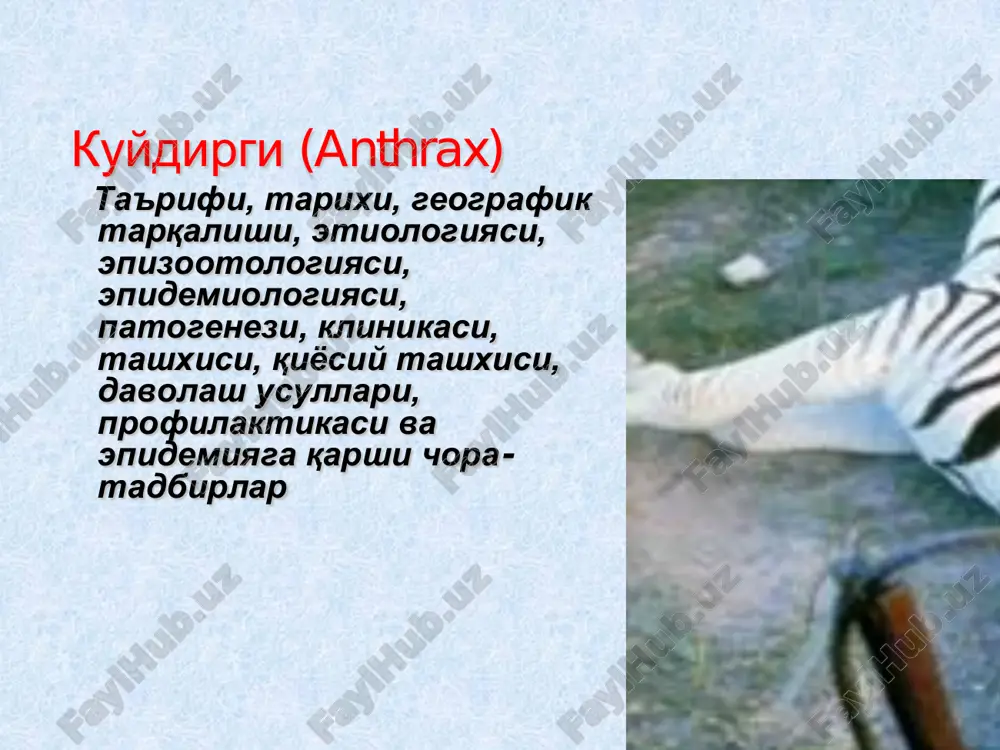 kuydirgi (anthrax) — PDF