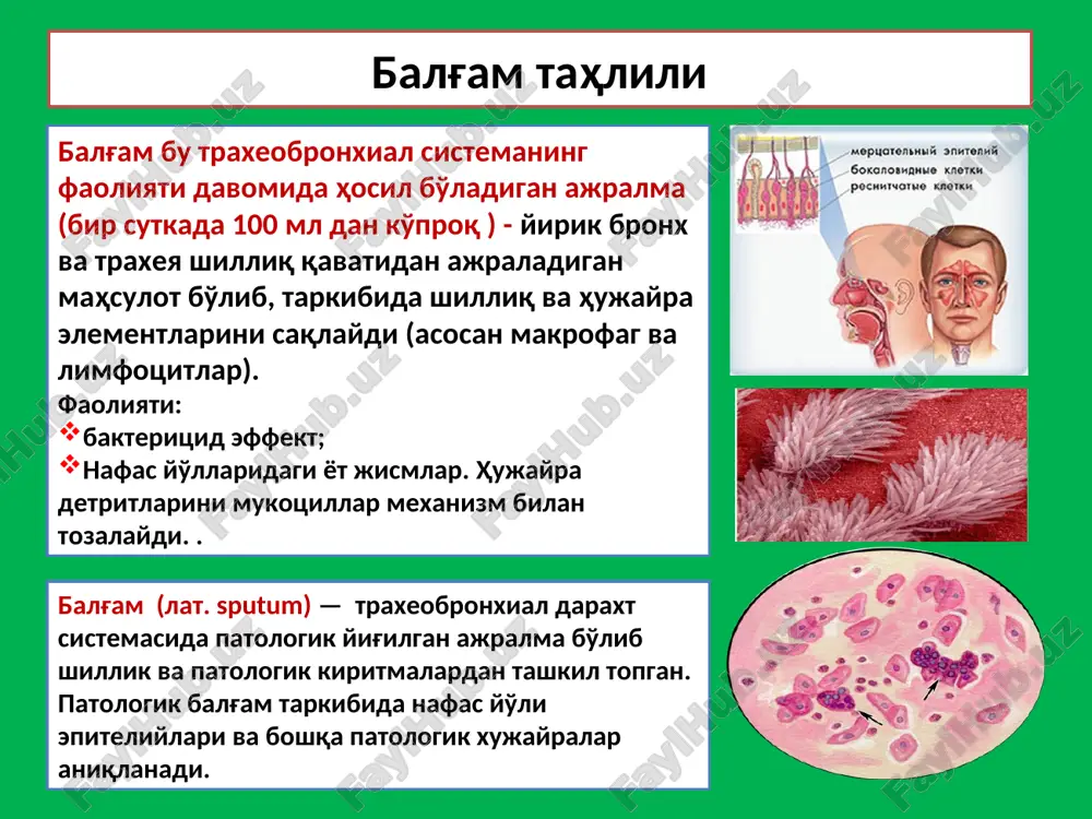 балғам таҳлили — PPT