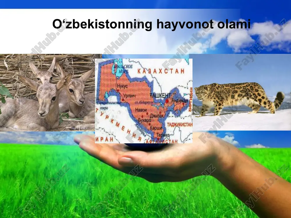 o‘zbekistonning hayvonot olami — ZIP