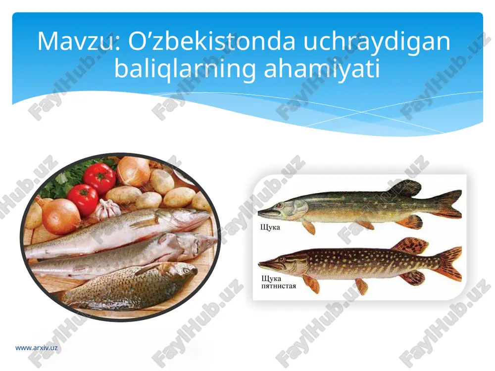 o’zbekistonda uchraydigan baliqlarning ahamiyati — ZIP