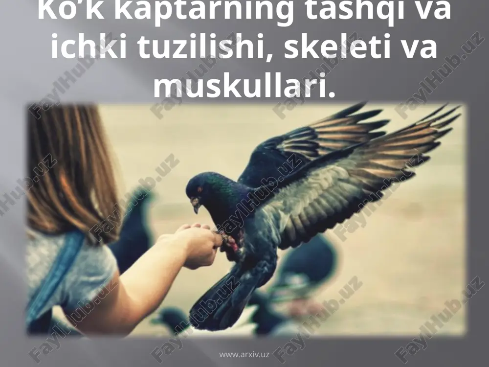 ko’k kaptarning tashqi va ichki tuzilishi, skeleti va muskullari — ZIP