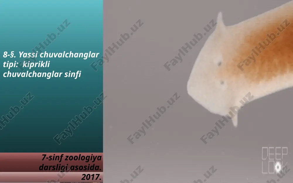 yassi chuvalchanglar tipi kiprikli chuvalchanglar sinfi. 7- sinf — ZIP