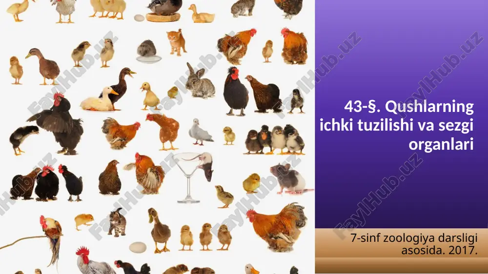 qushlarning ichki tuzilishi va sezgi organlari. 7- sinf — ZIP