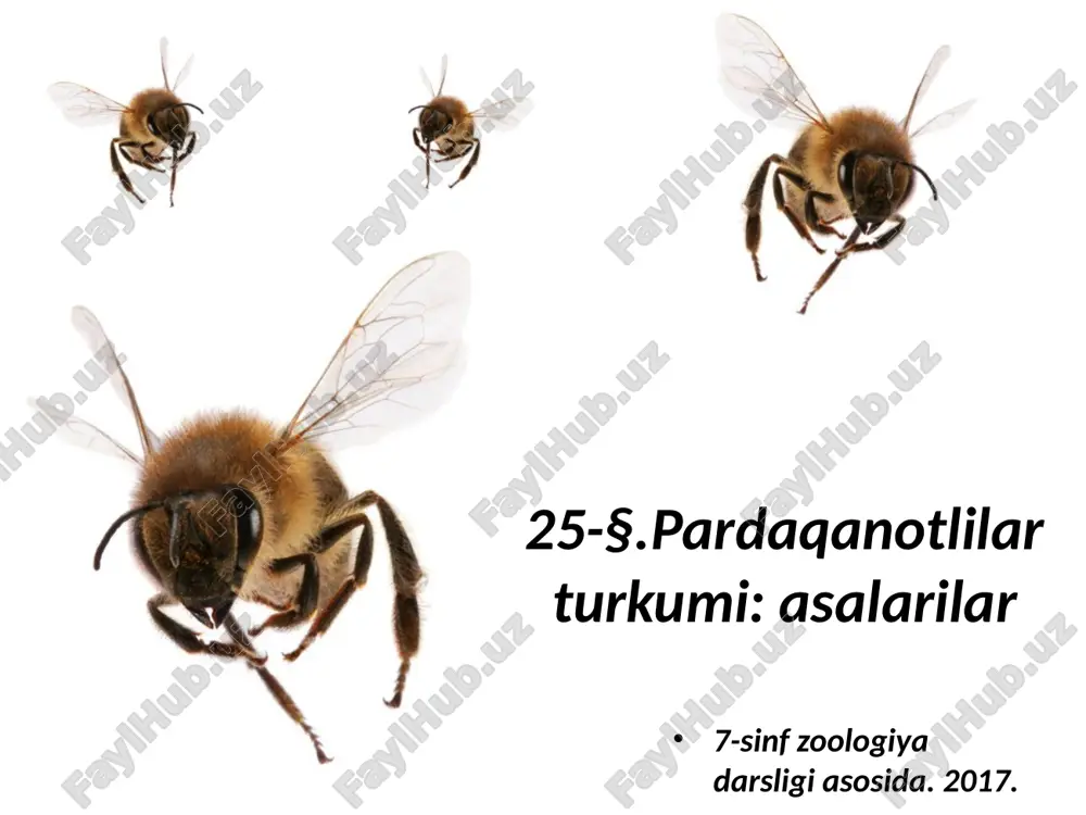 pardaqanotlilar turkumi asalarilar. 7- sinf — ZIP